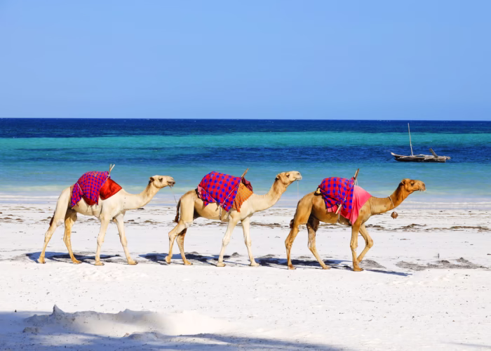 Camels walking behind each other on Beach, Marsa Alam