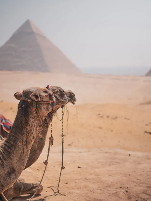 Cairo day tour to the Pyramids and Grand Egyptian Museum