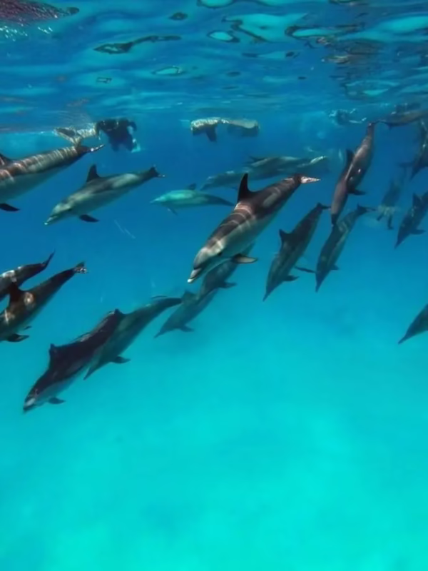 Dolphin Reef Snorkeling in Marsa Alam