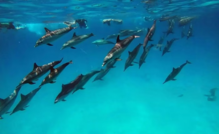 Dolphin Reef Snorkeling in Marsa Alam