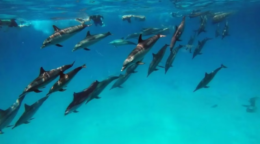 Dolphin Reef Snorkeling in Marsa Alam