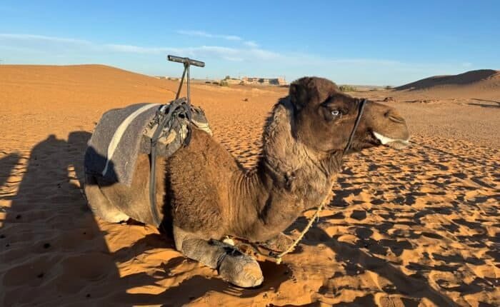 Morocco Desert Camel