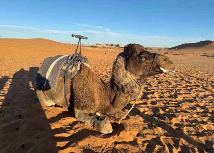 Morocco Desert Camel