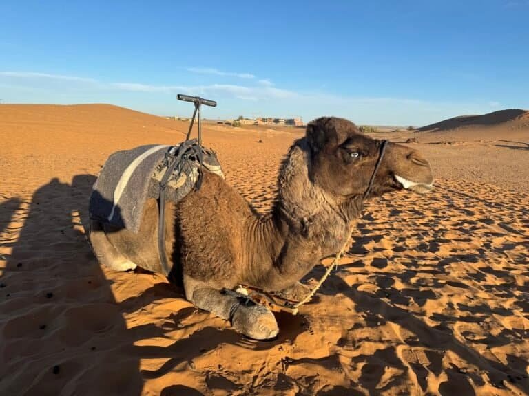 Camel resting in the Sahara, Morocco