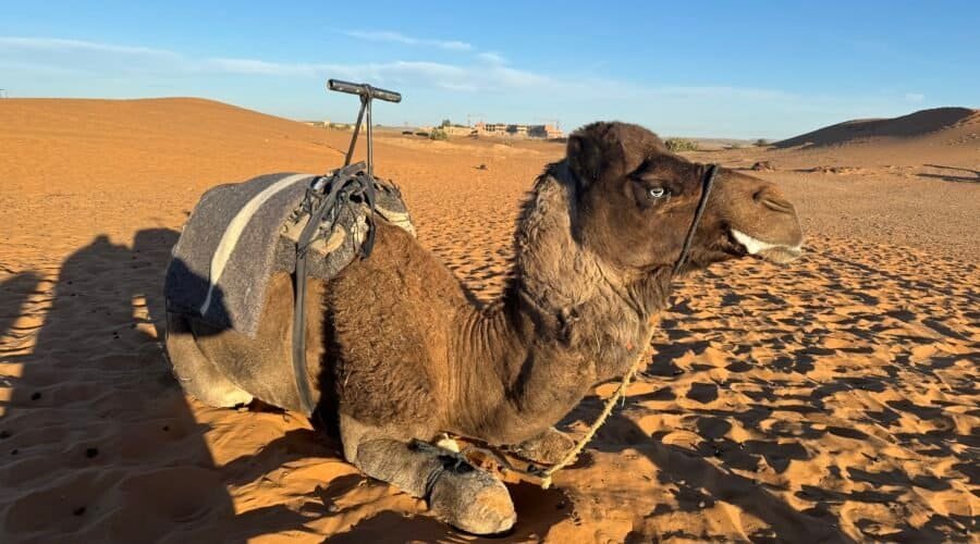 Morocco Desert Camel